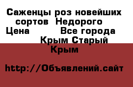 Саженцы роз новейших сортов. Недорого. › Цена ­ 350 - Все города  »    . Крым,Старый Крым